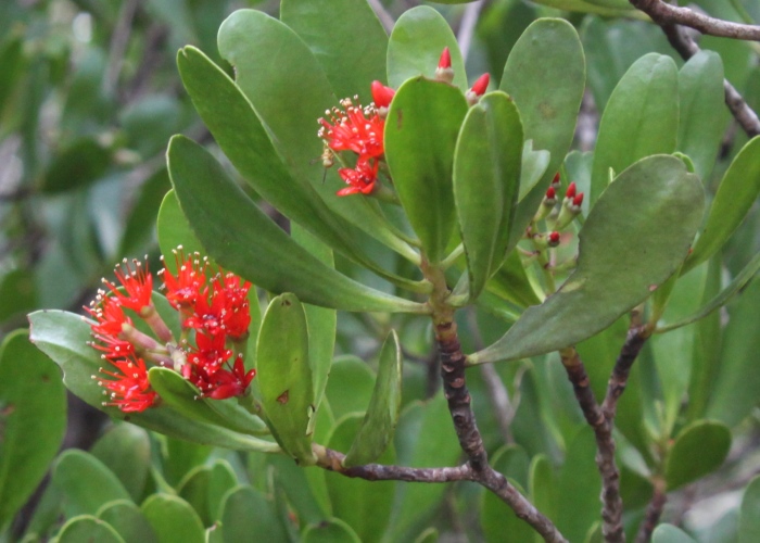 Australian Coastal Plants Combretaceae